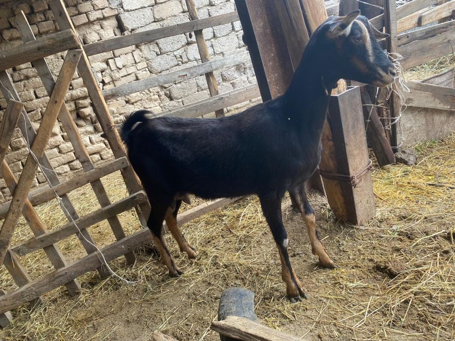 Алписки жас ешкилер сатылады