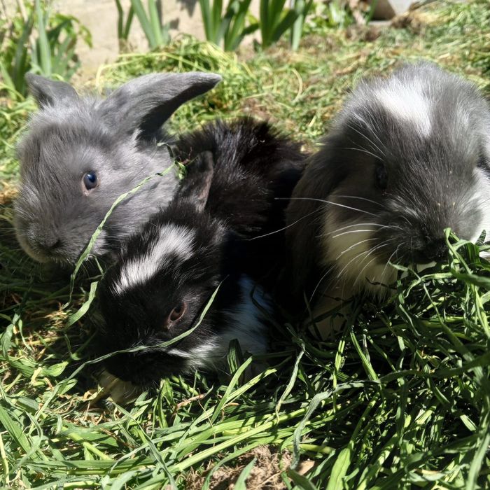 Продаются кролики