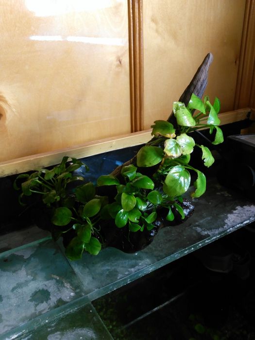 Чистка и обслуживание аквариумов