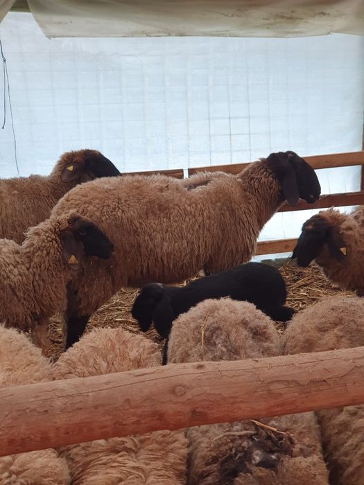 Berbeci de vânzare.