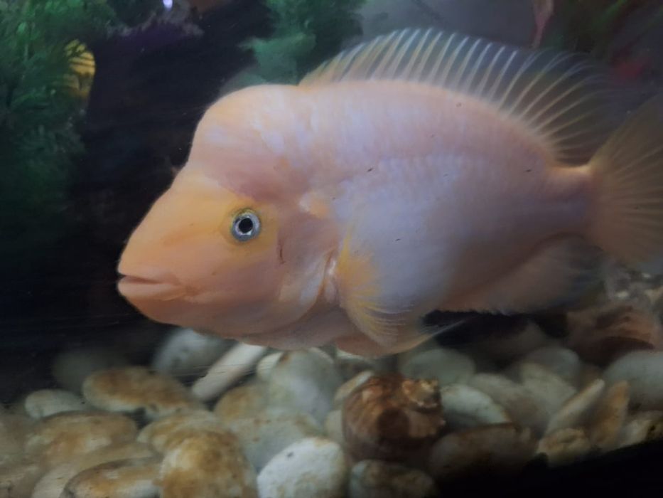 .Цихлида цитрон.