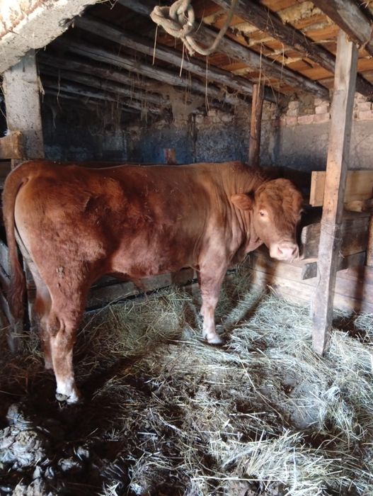 Бык Ангус 2 года