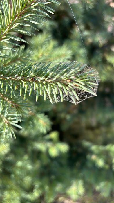 Лечение хвойных деревьев