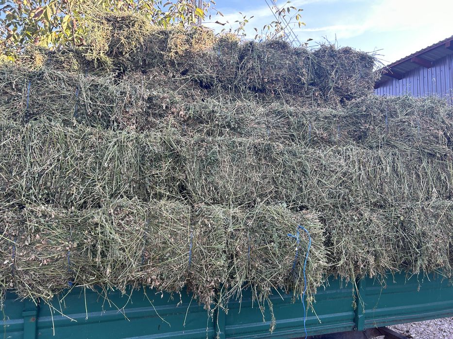 Vând baloți de lucernă și de fân