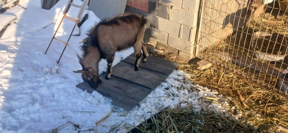 Теке теке теке теке