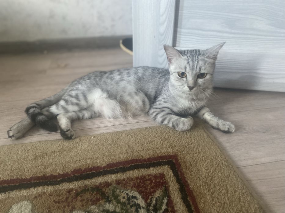 Кошку в добрые руки
