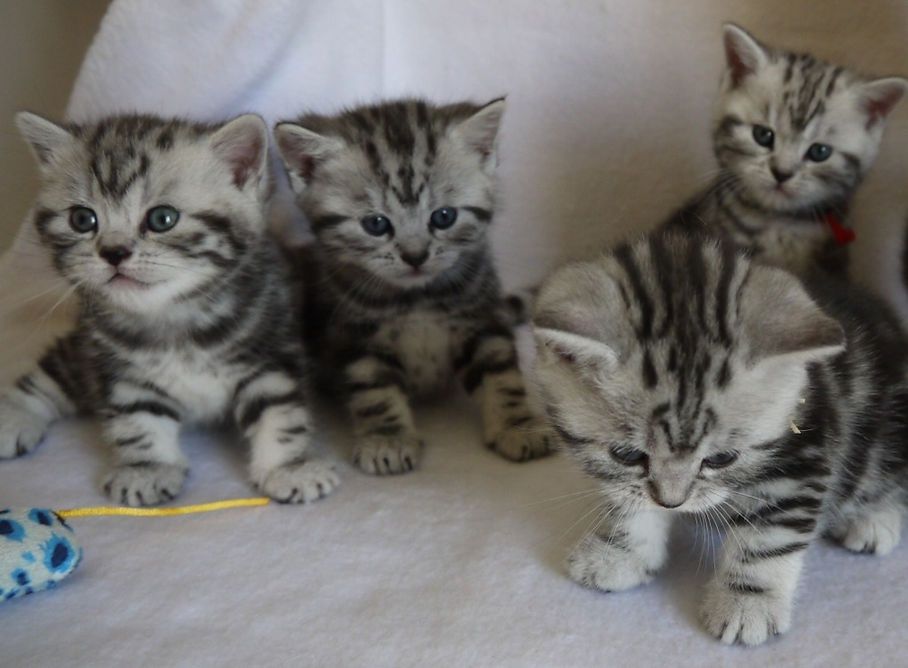 Британские котята