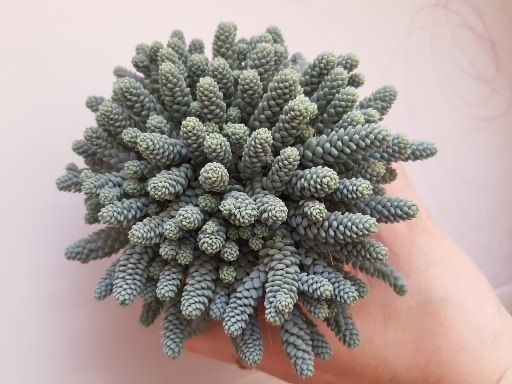 Суккуленты из частной коллекции