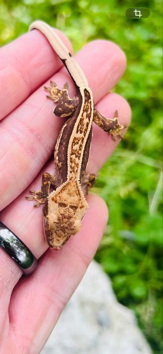 Pui Soparla  Crested Gecko  si Chahoua mainland