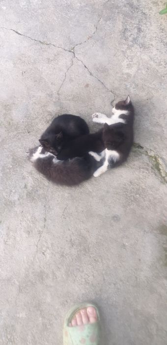 Отдам бесплатно котят в хоршие руки