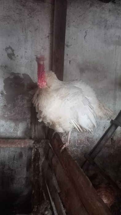 Индюк продам самец