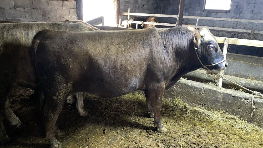 Бычок с откорм 5ай готовые