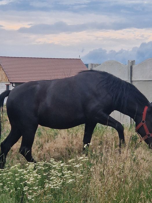 Vand manza de 3 ani