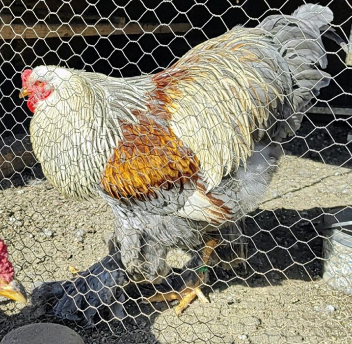 Vând cocoși Brahma Silver Orange