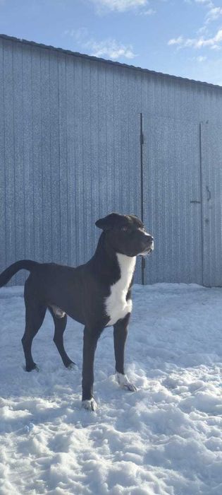 Пристраивается пес   3 года.