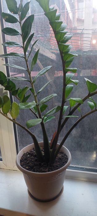 Продам цветы комнатные