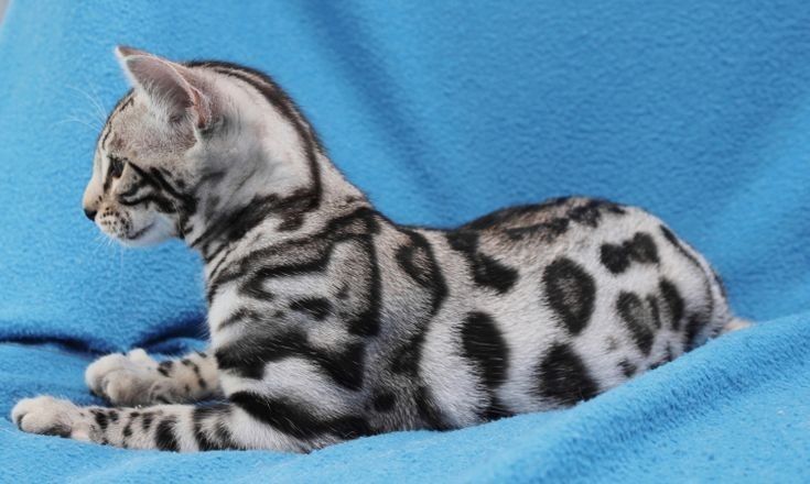 Продам бенгальских кошек