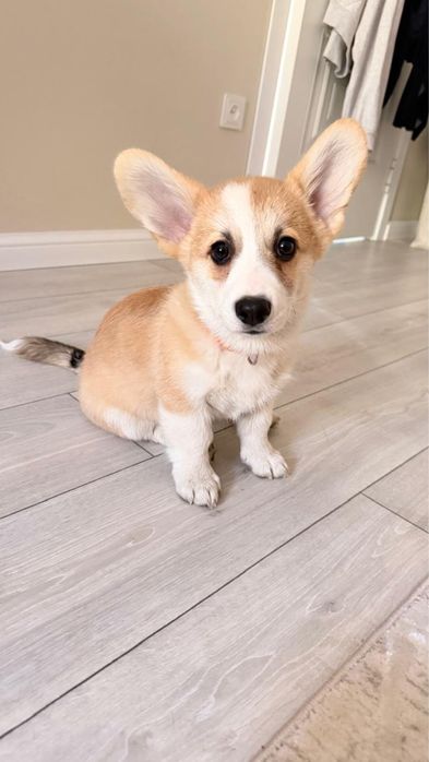 Продам собаку корги