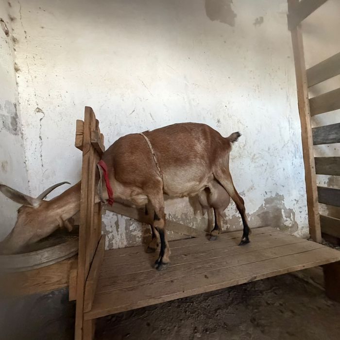 Ешкі Альпий. Коза Альпий. Сүті сауын ешкі