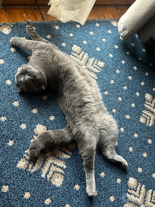 Вязка ,шотландская вислоухая кошка (Scottish Fold)