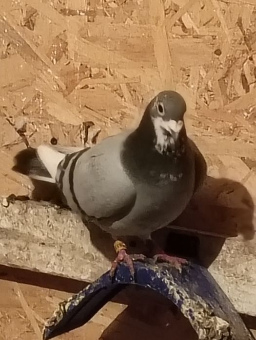 Schimb porumbei voiajori vaccinați și frumosi