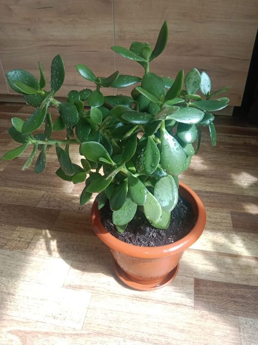 Денежное дерево - Тростянка