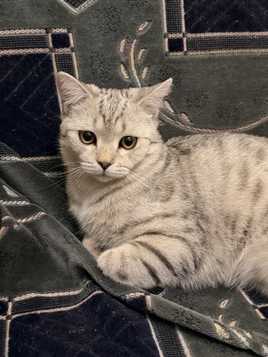 Отдам котёнка в хорошие руки