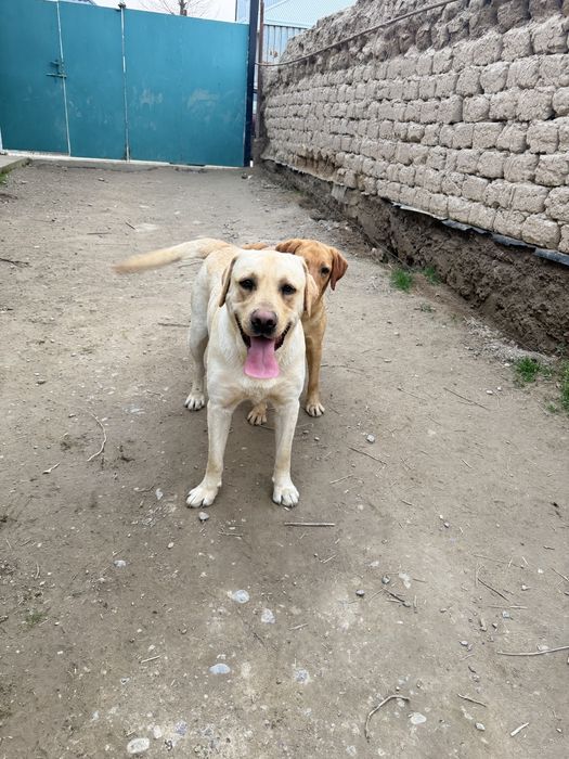 Продам собаку лабродор