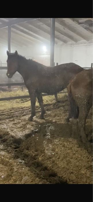 Тай жылқы лошади откорм