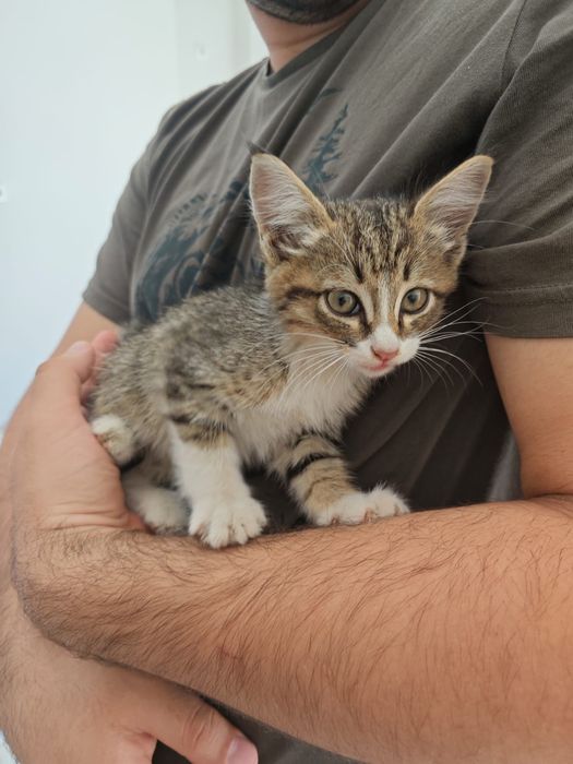 Котенок ищет дом