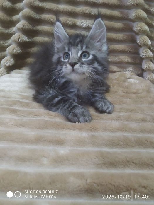 Продаются котята Мей Кун