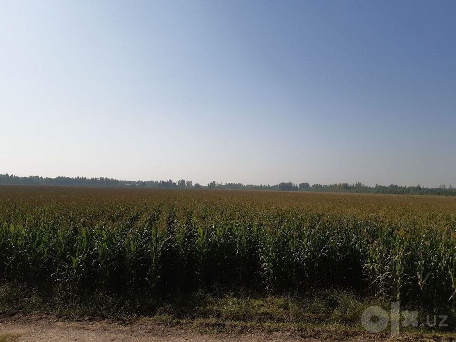 Silos rasmdagi holatda garyantya