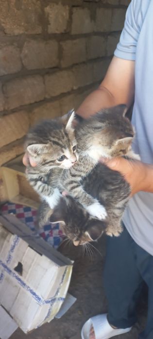 3 Котёнка отдам даром