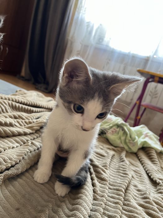 Отдам котят бесплатно