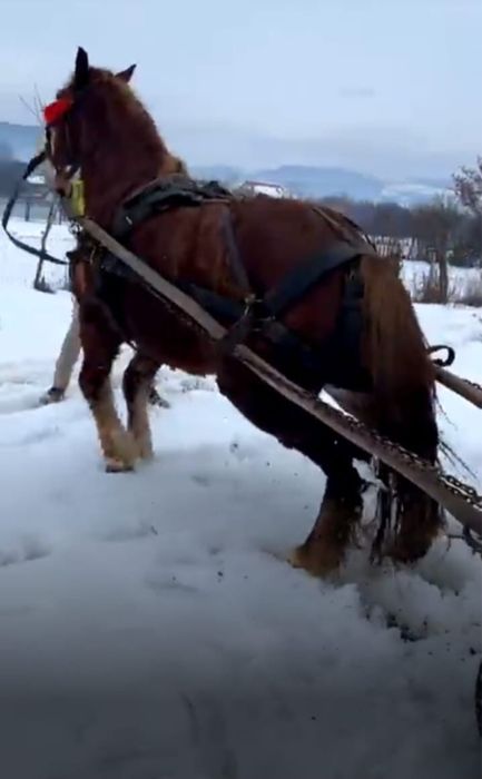 Vand cal castrat de 6 ani