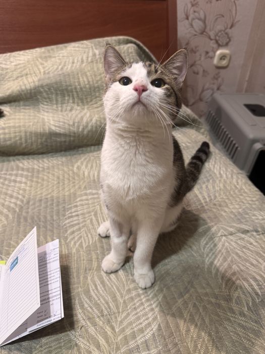 Котенок мальчик 9 месяцев. Есть паспорт. Привит и кастрирован