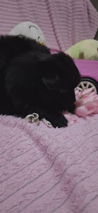 Шпице йорики ласковые щенки