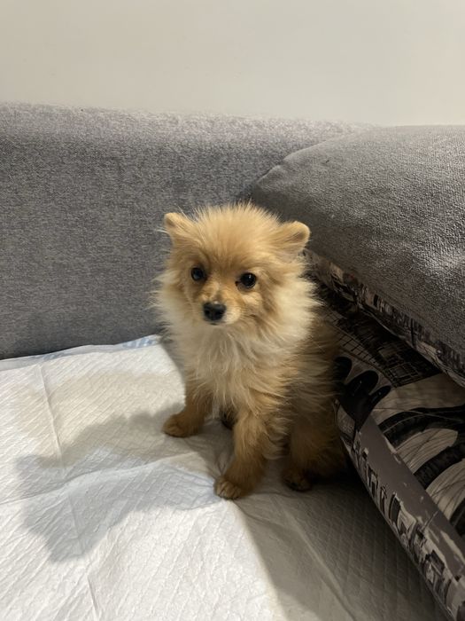 Немецский шпиц щенок