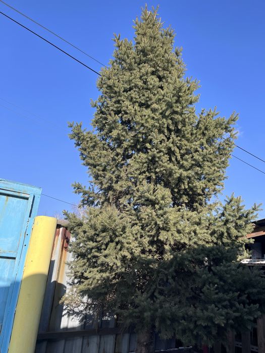 Продам саженцы елок, кедра!