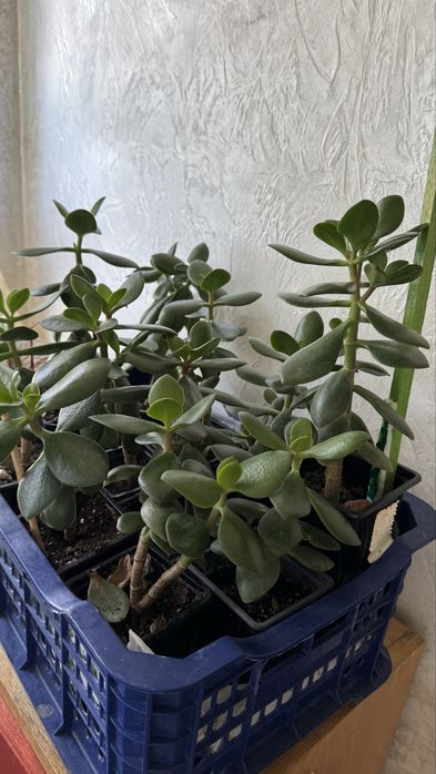 Рассада, помидоры, томаты, алоэ, красулы