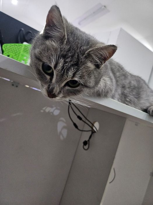 Отдам кошку в добрые руки