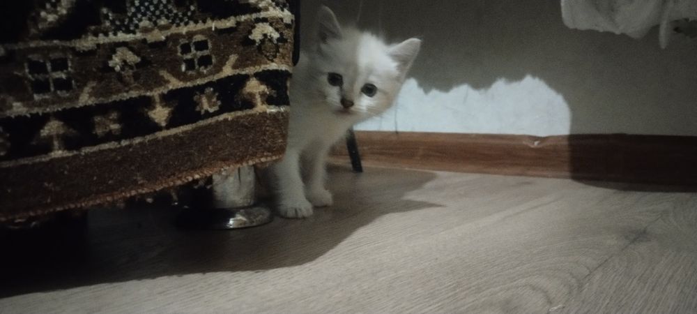 Котята.Отдам даром котят.