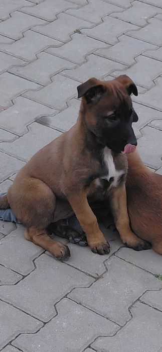 Белгийска овчарка