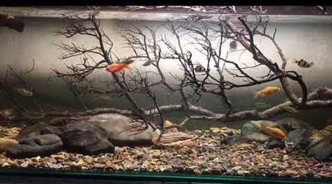 Дизайн аквариума.