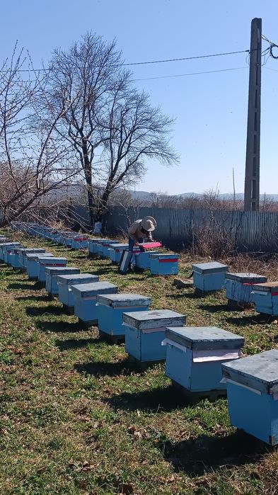 Vând familii de albine