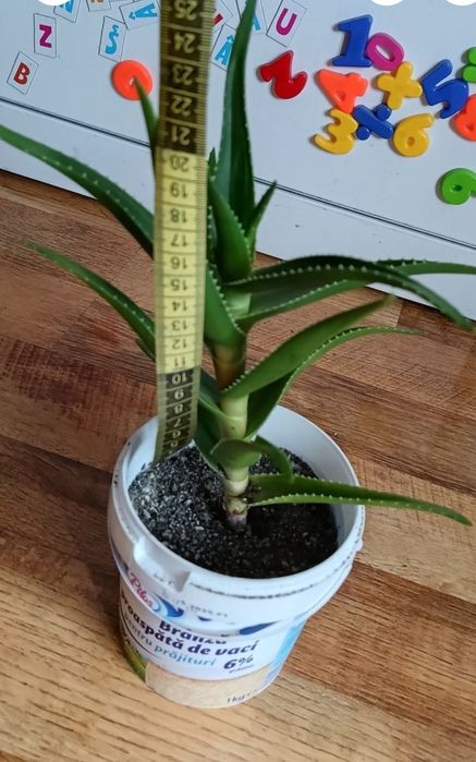 Aloe Arborescens