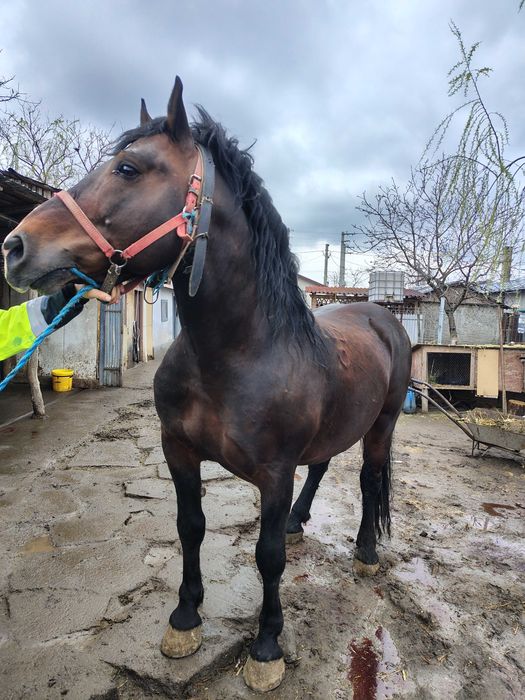 Cal de montă original!