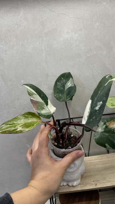 Комнатные растения(филодендрон White Wizard)