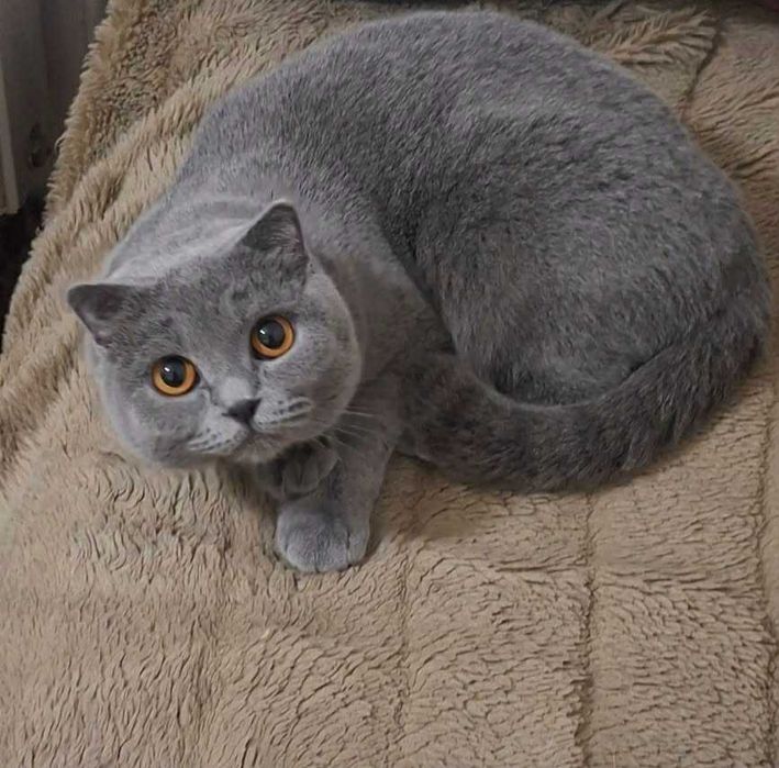 Шотландски клепоухи котета