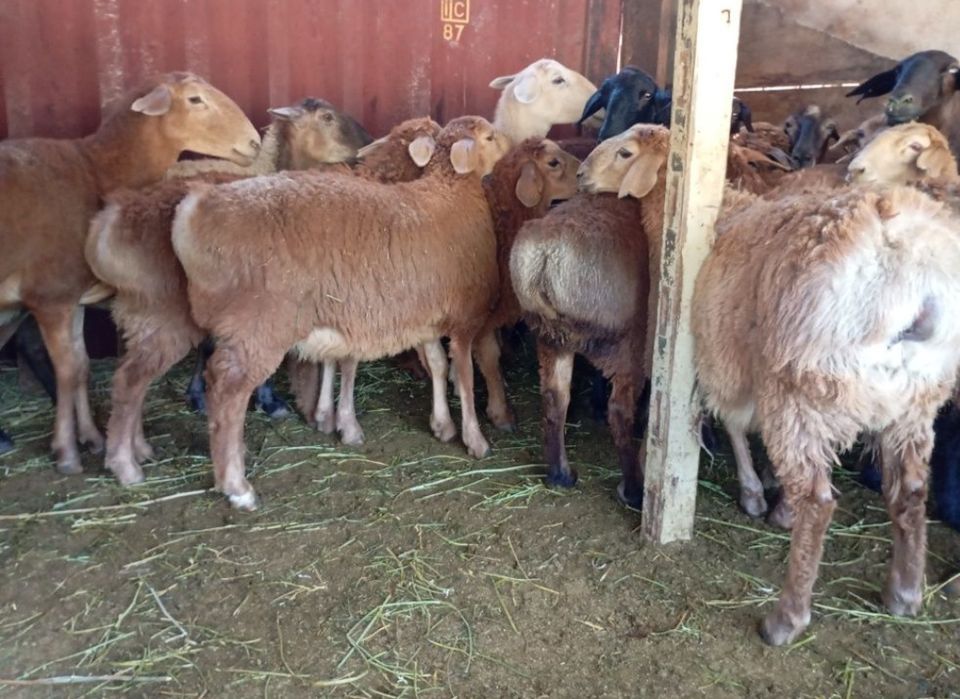 Семіз Қой сатылады